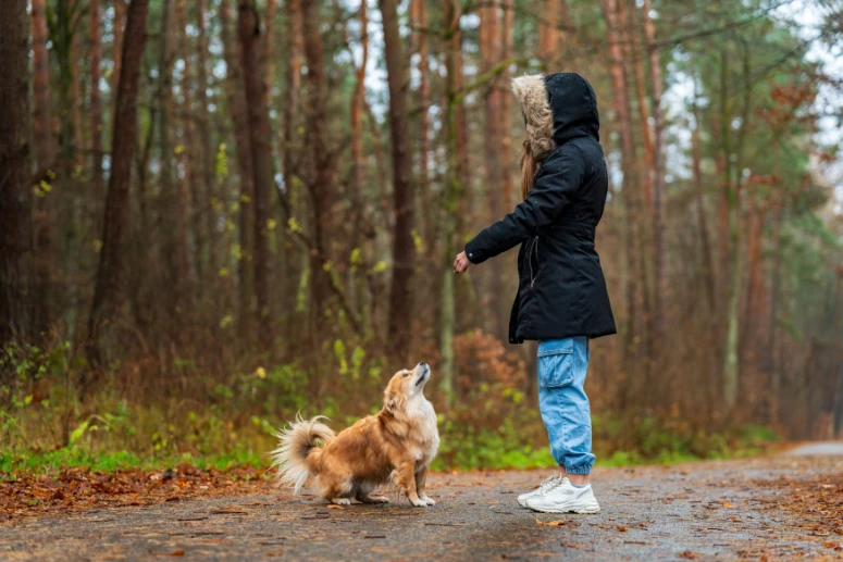 Adult Rescue Dog Crate Training