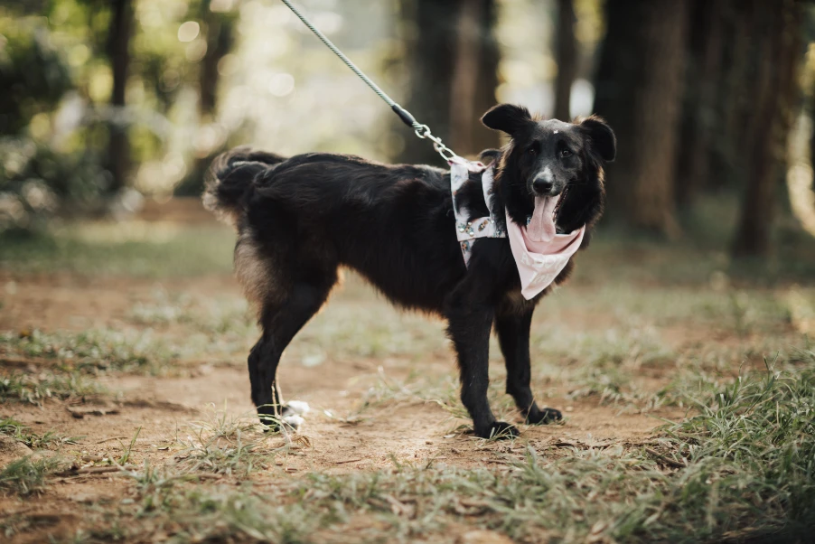 Dog Reactivity vs. Aggression
