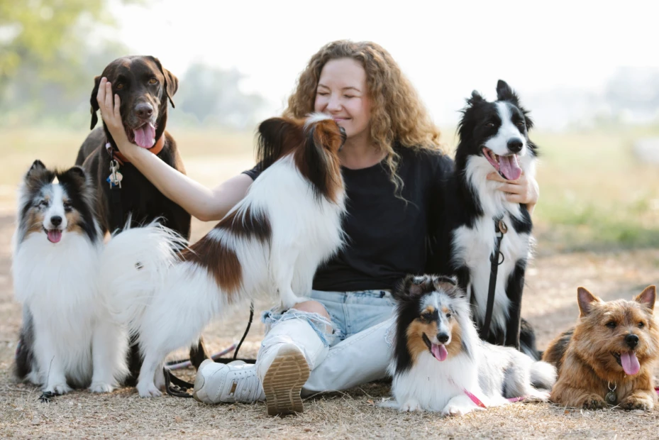 Stop a Dog From Pulling on the Leash