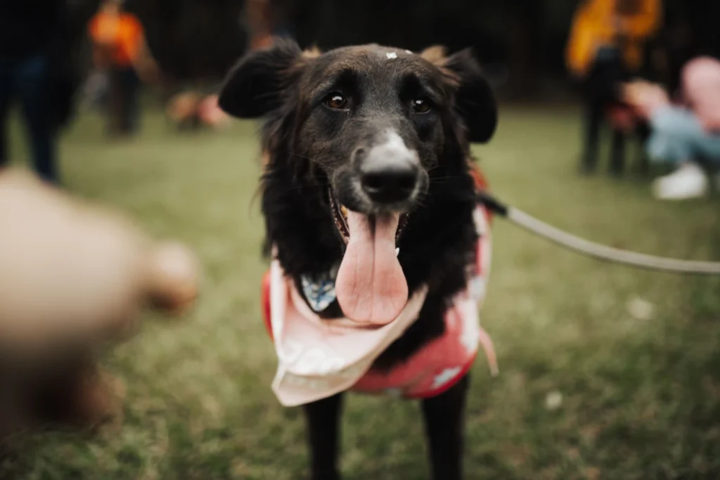 Leash Reactive Dog
