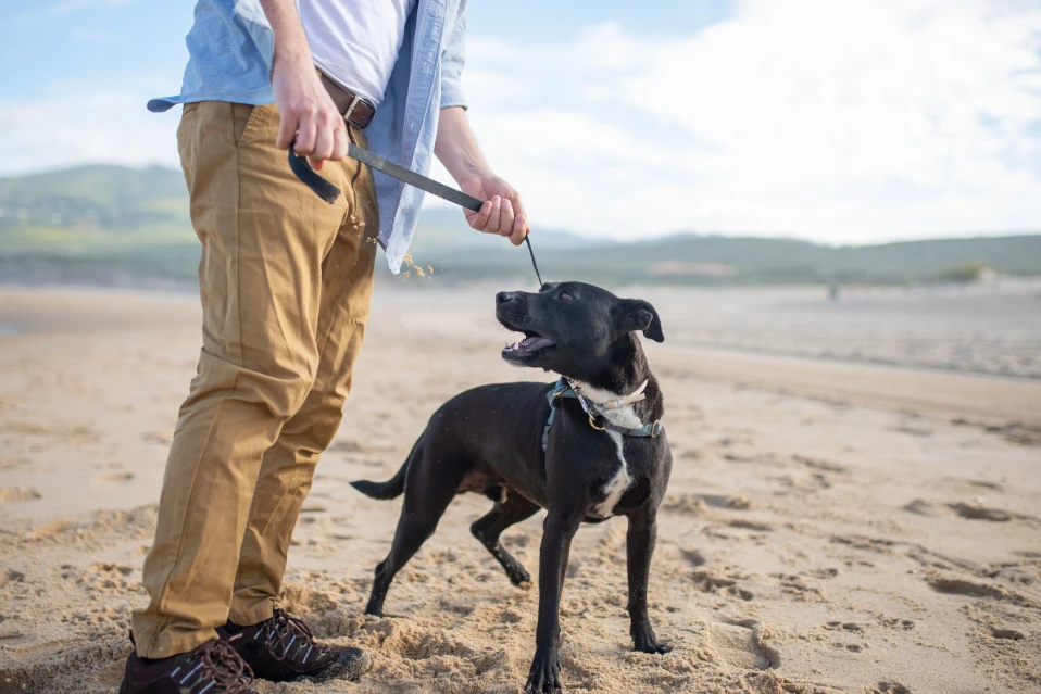 Dog Resource Guarding