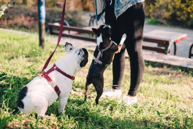 Separation Anxiety in Dogs