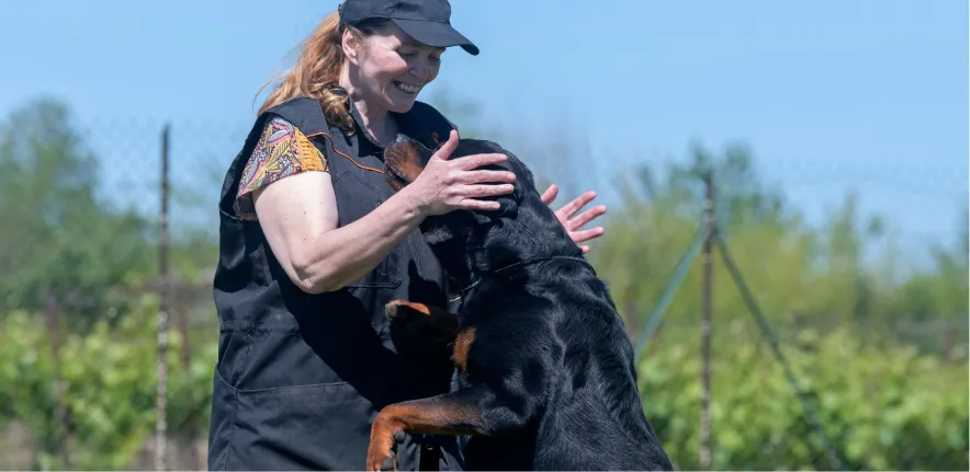 Training an aggressive dog calmly