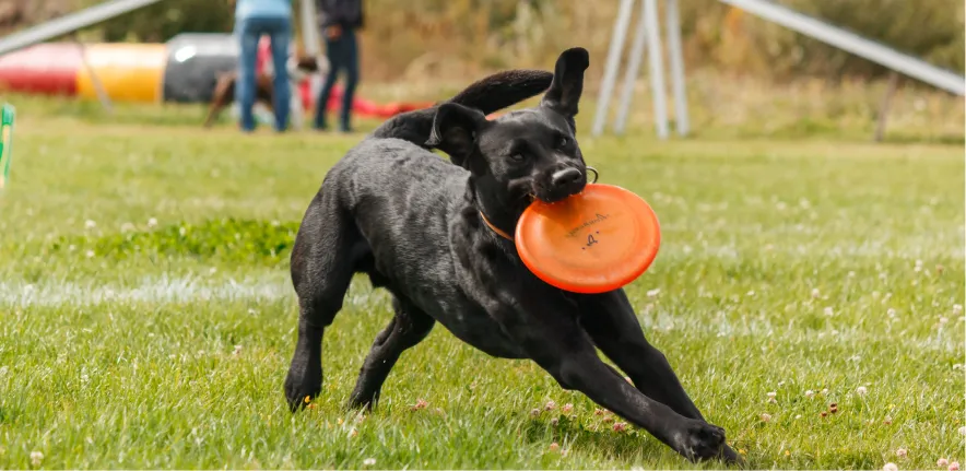 Reactive dog learning to stay calm on a walk