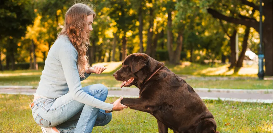 Dog practicing obedience commands