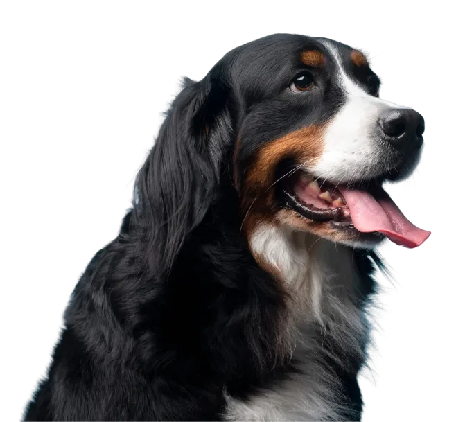 Happy Bernese mountain dog
