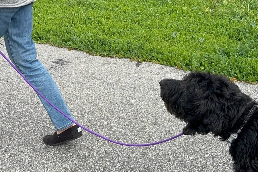 Dog walking on a loose leash beside its owner