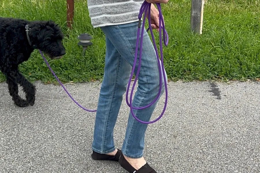 Black dog walking calmly on leash during a training session