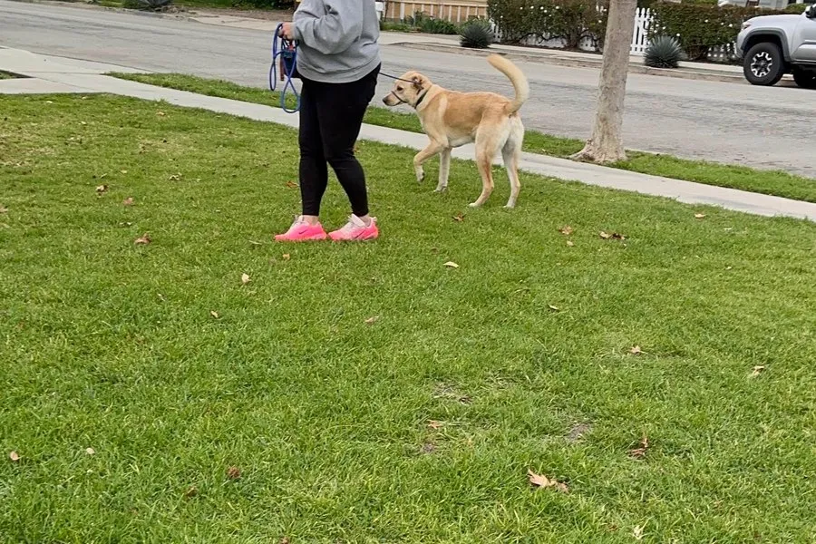 Dog working on recall across an open lawn