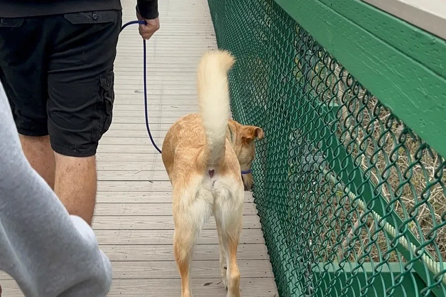 Dog heeling beside a handler along a fence line