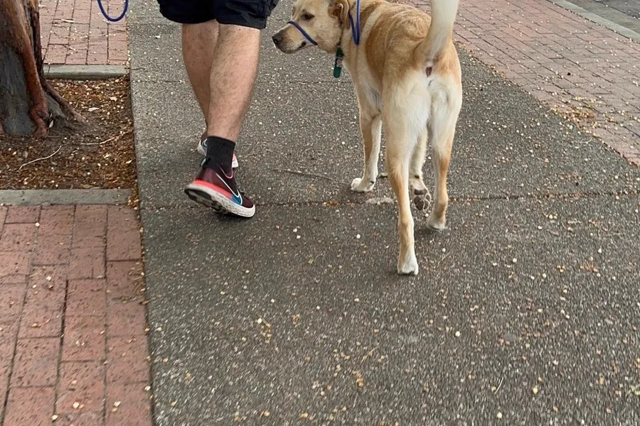 Owner practising leash walking with a dog on a pavement