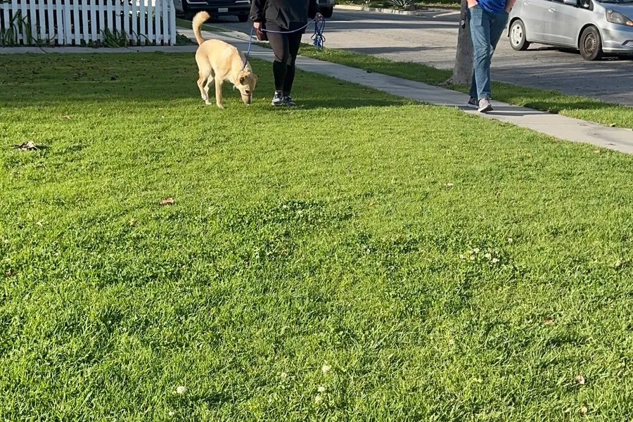 Dog walking on grass beside its owner on a sunny day