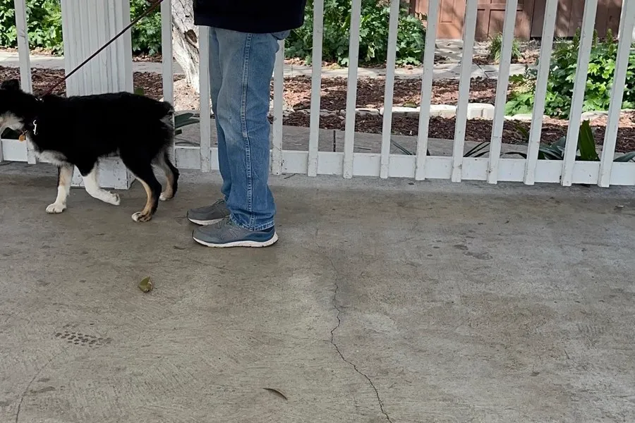 Black dog on a long leash during outdoor training