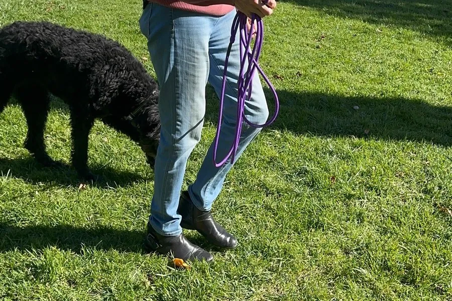 Handler guiding a dog past a fence during a leash lesson