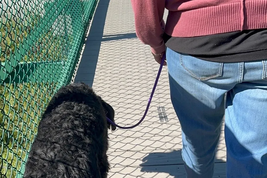 Dog and owner walking together on a neighbourhood path