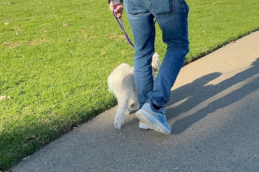 Small white dog walking on leash beside its owner