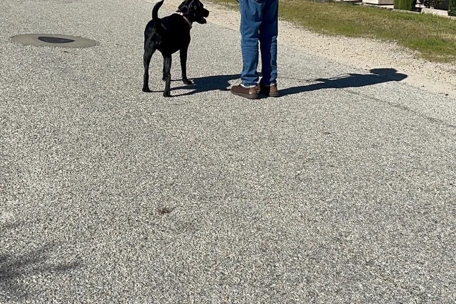 Dog settling on a quiet street during a training walk