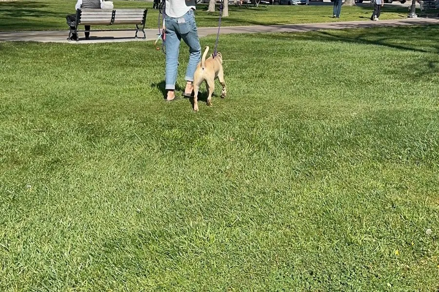 Dog practising greetings on leash in a park