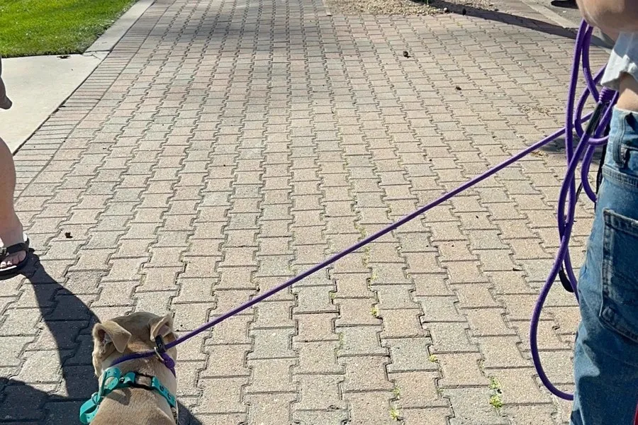 Dog walking attentively beside its handler