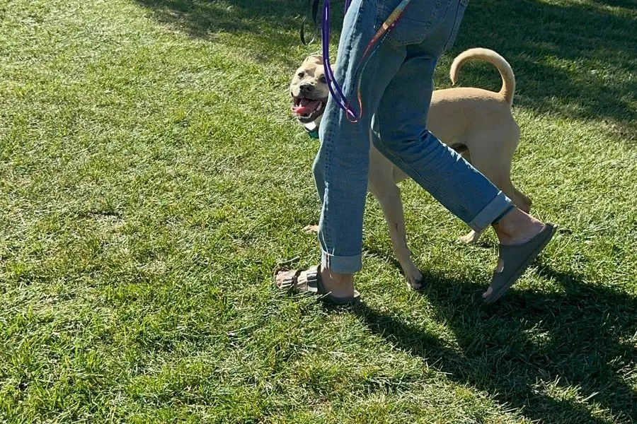 Dog working on focus during an outdoor lesson