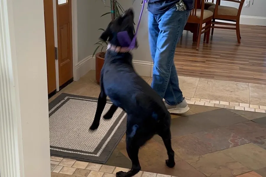 Dog entering a home calmly on leash