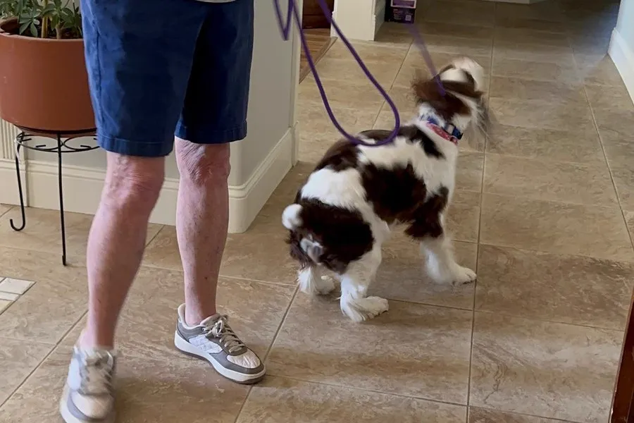 Puppy practising polite manners at the front door