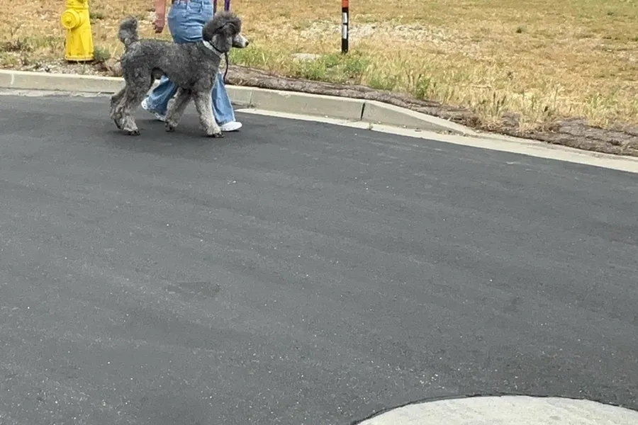 Small dog walking on a quiet residential street