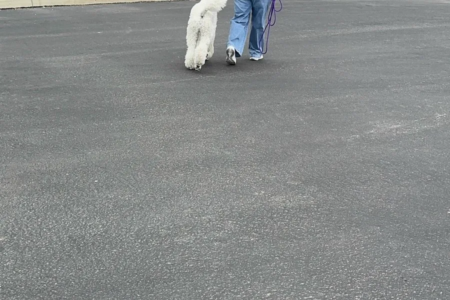 Dog relaxing outdoors between training repetitions