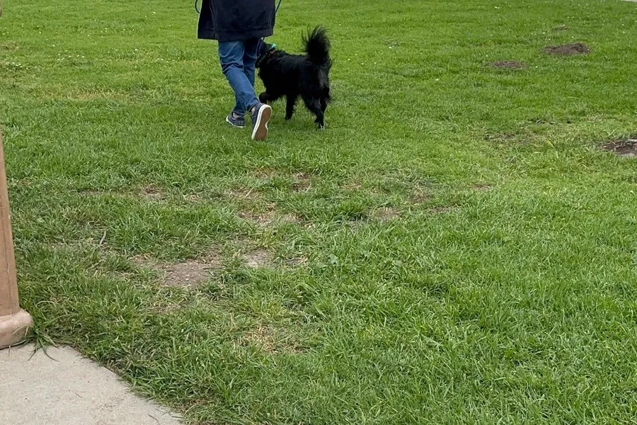 Dog working on calm behaviour on a grass lawn