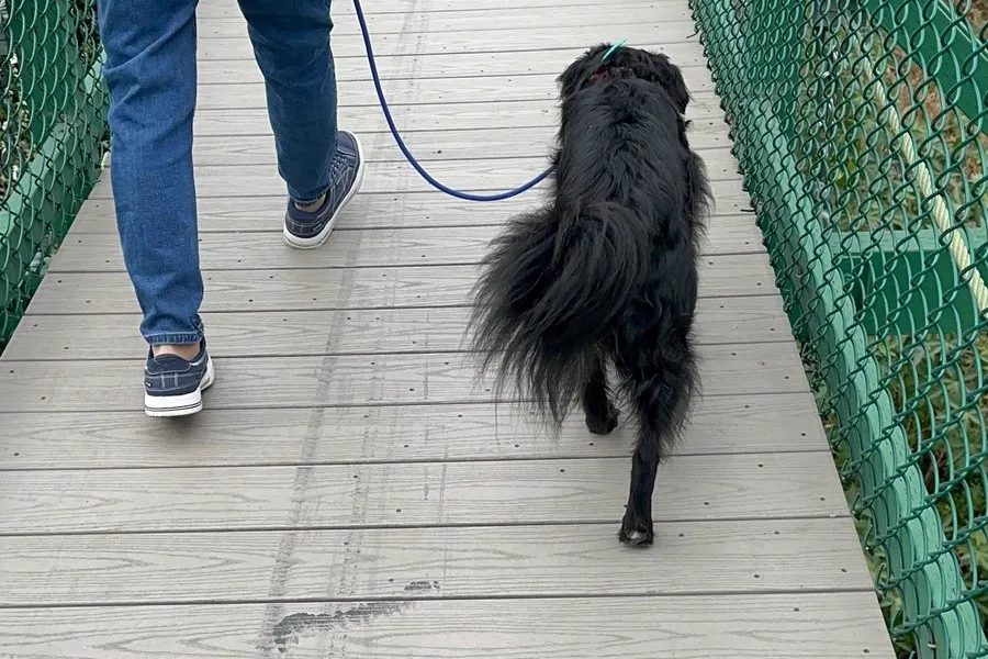 Owner and dog practising steady leash walking