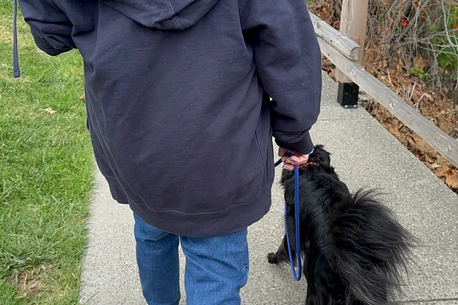Adult rescue dog walking confidently on leash