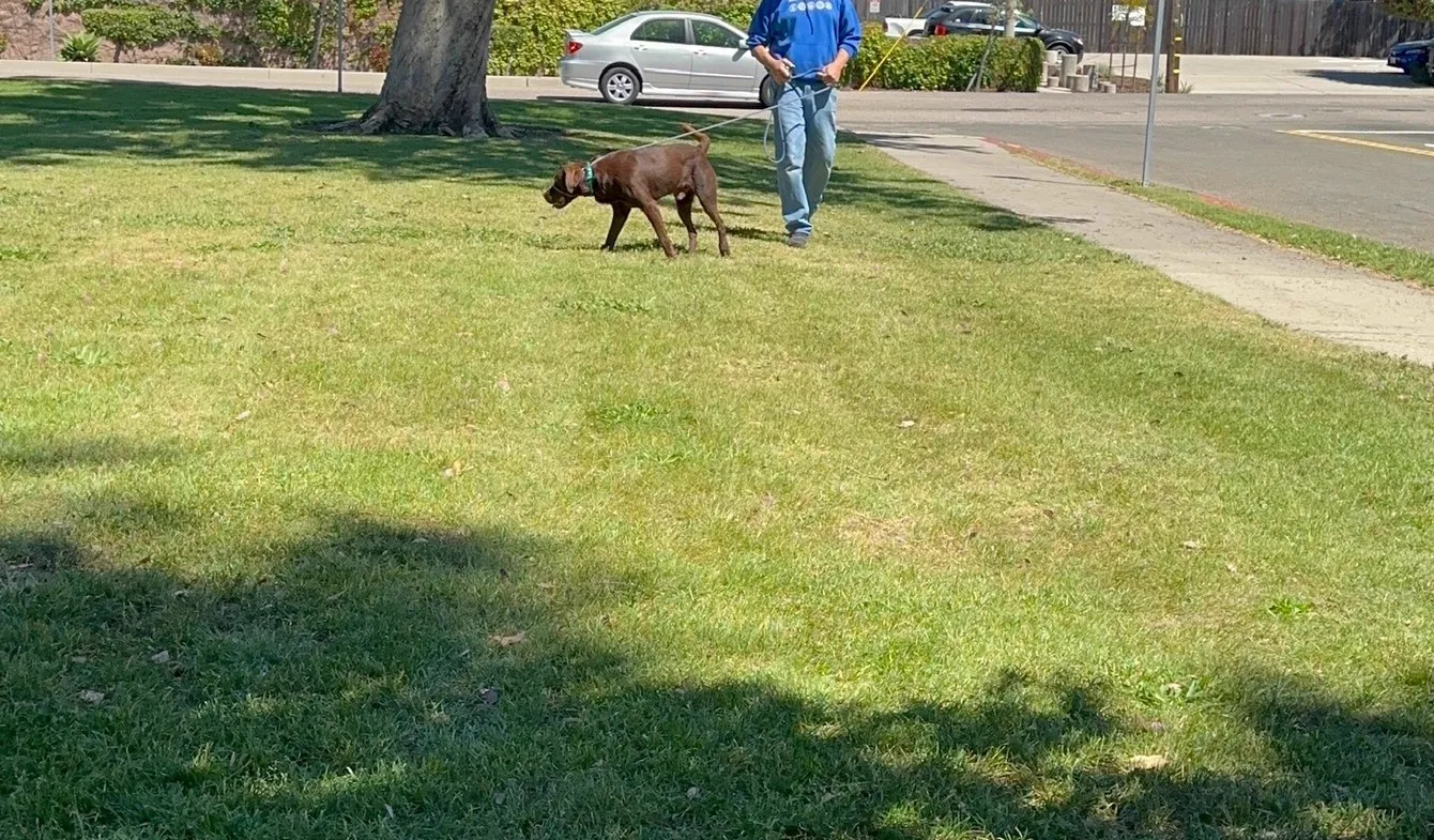 Brittany training a dog on a grass field