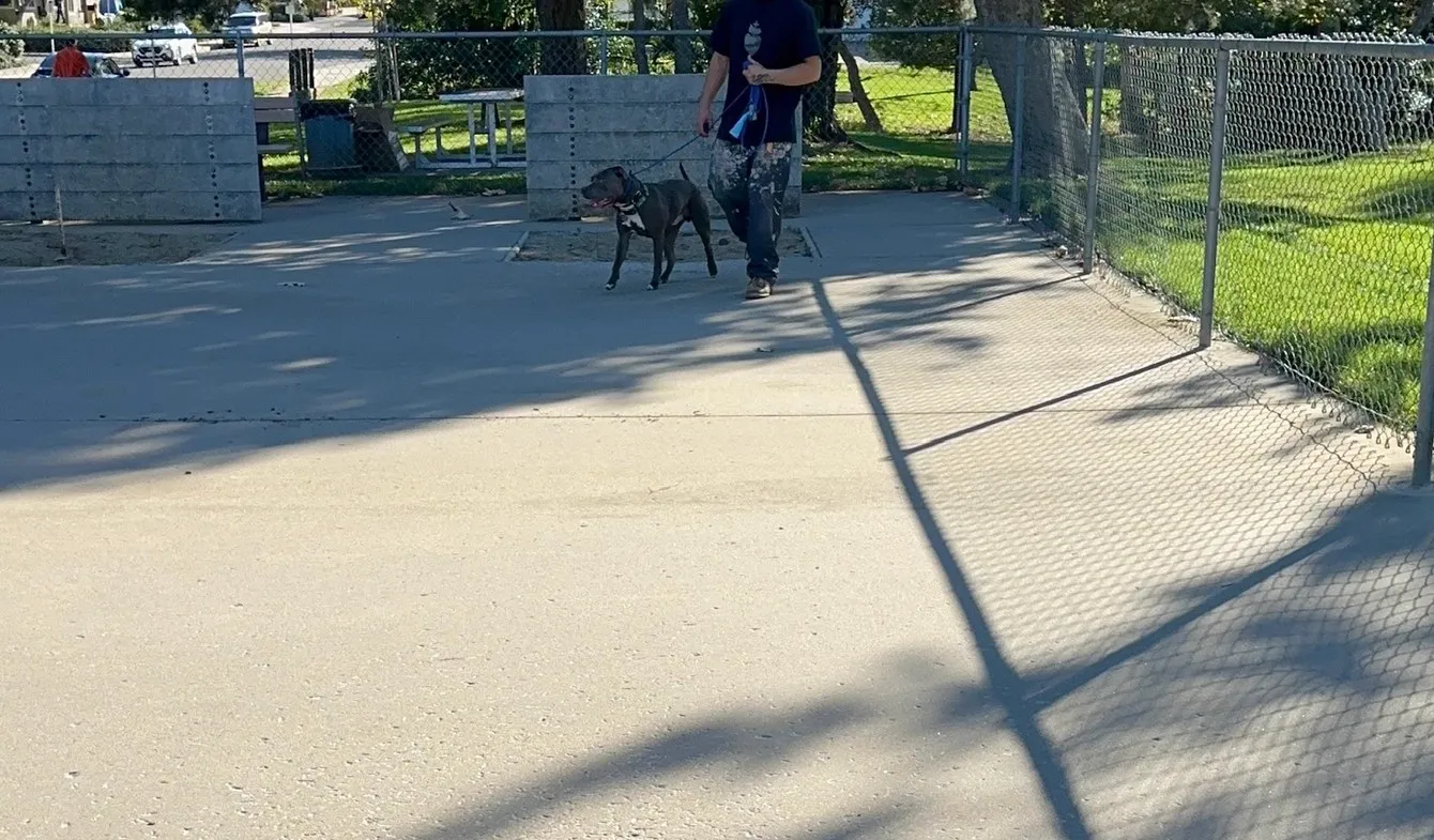 Dog working on leash skills beside a fence