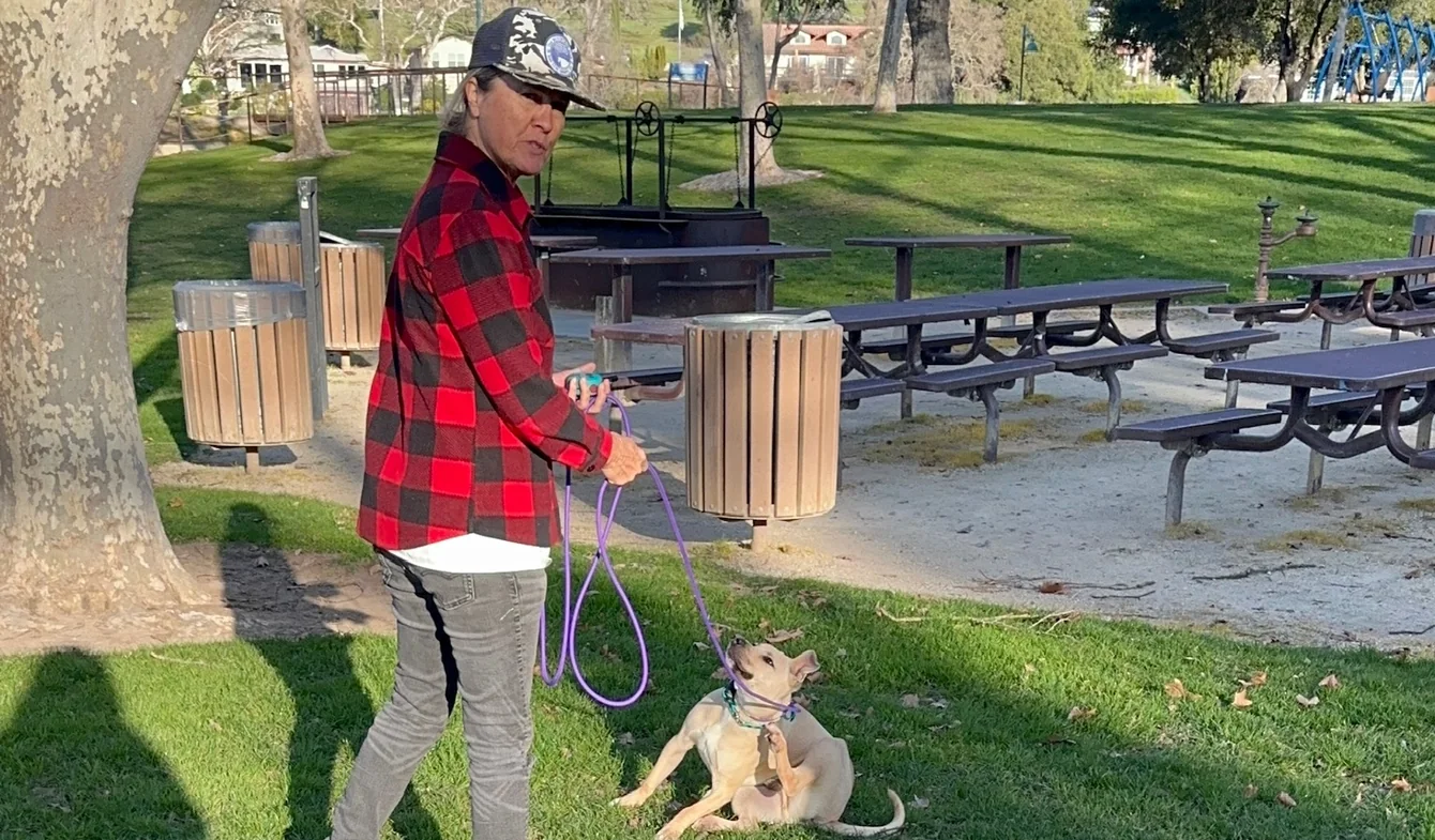 Trainer working a dog on leash during an outdoor session