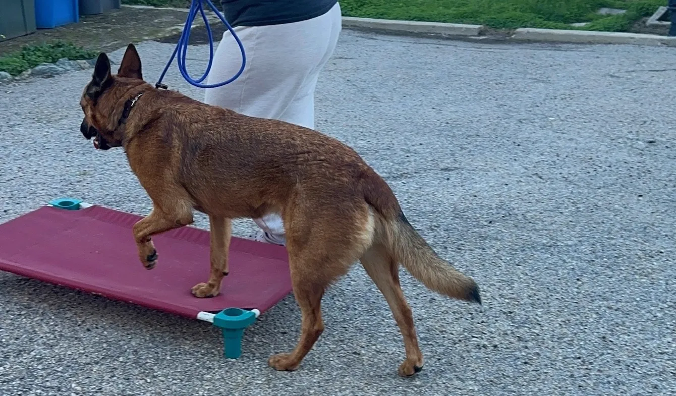 Dog stepping off a training platform during obedience work