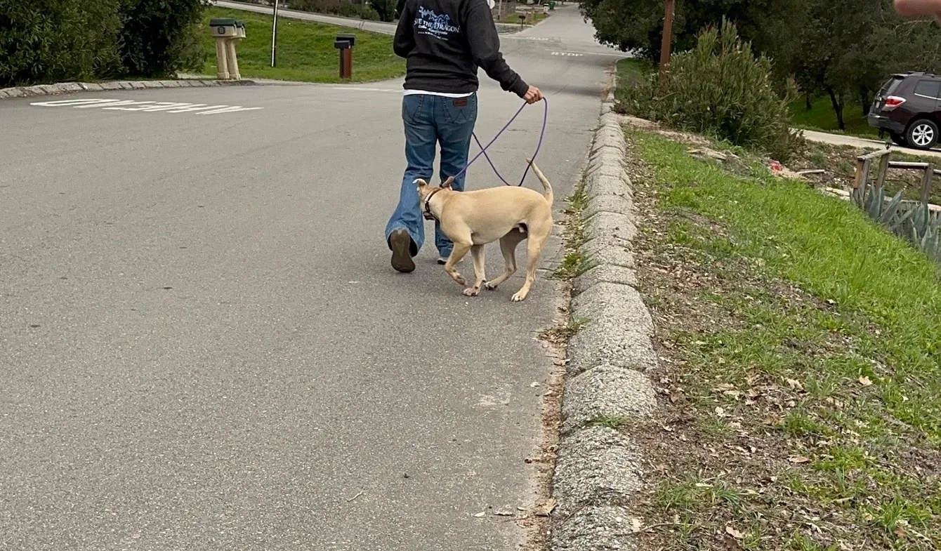 Owner and dog walking together on a neighbourhood road