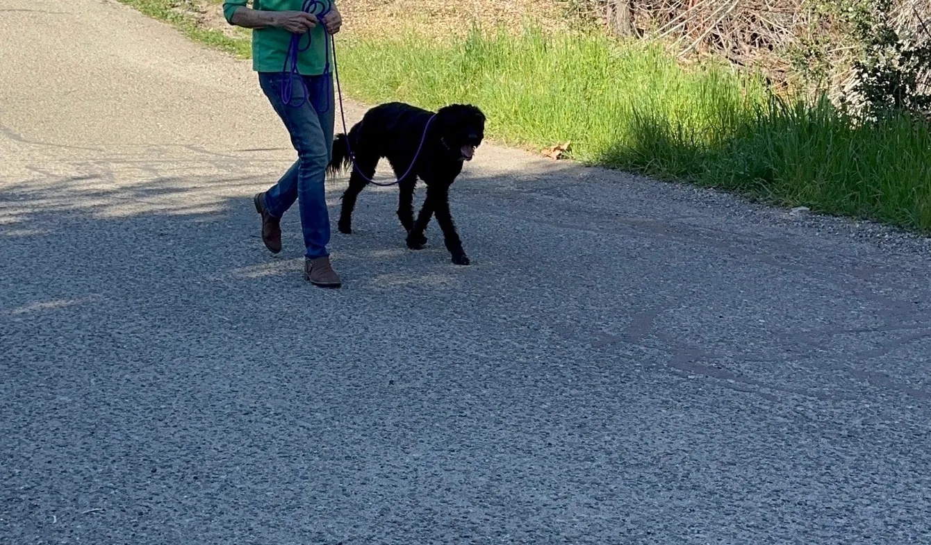 Black dog walking on leash during an outdoor lesson