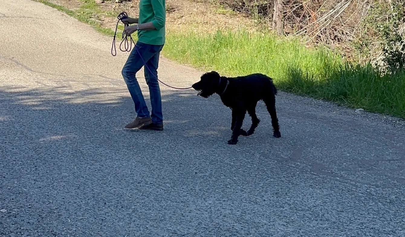 Handler guiding a dog through a turn on leash