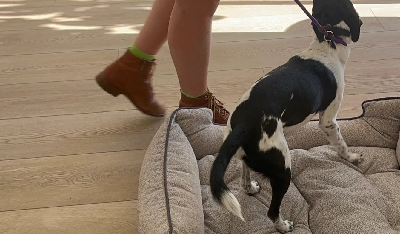 Dog holding a place command on its bed at home