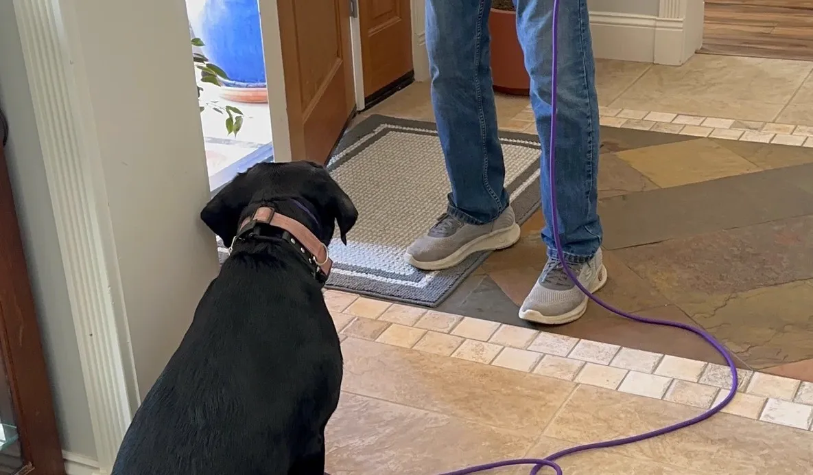 Dog practising calm door manners during a Millcreek in-home lesson