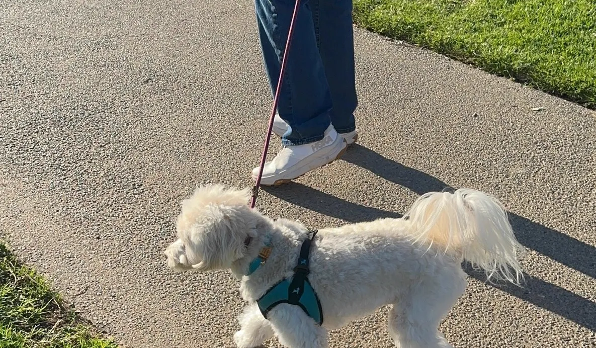 Loose leash walking practice with a small dog in Salt Lake City