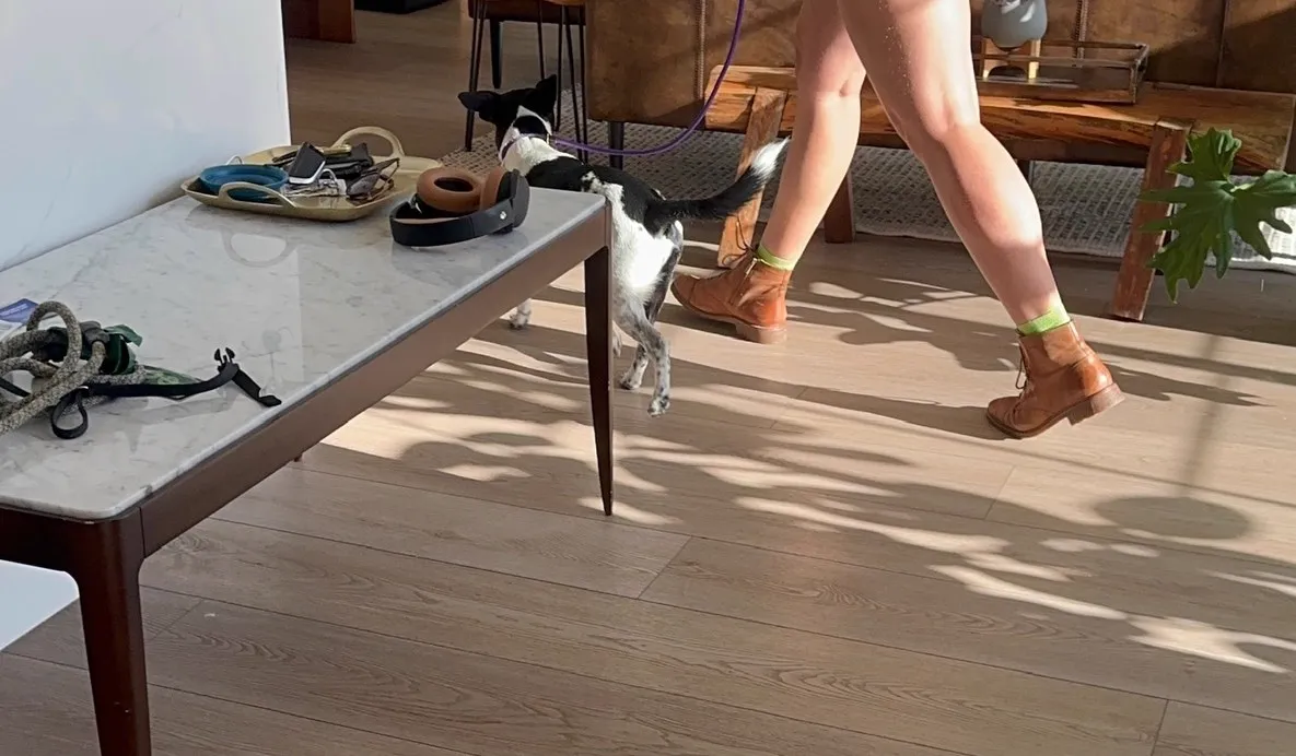 Indoor leash work with a dog during a Sandy in-home session