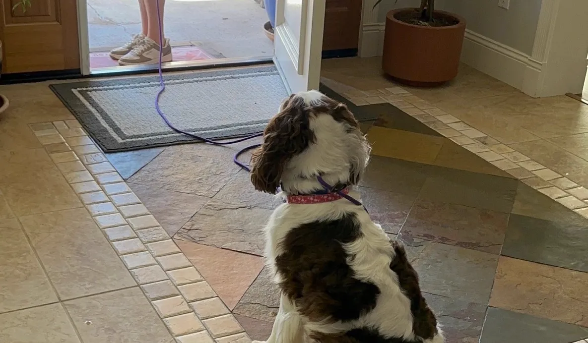 Dog waiting calmly at the door during a West Valley City lesson